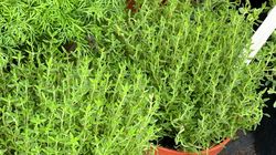 Tymianek naturalnym wsparciem dla żołądka i jelit. Łagodzi wzdęcia, usprawnia trawienie