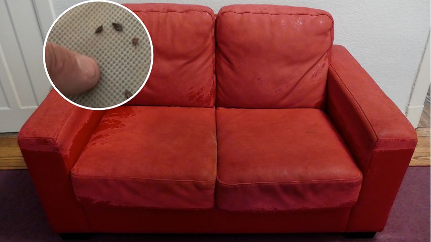 Używane meble z nieproszonymi gośćmi. GIS ostrzega