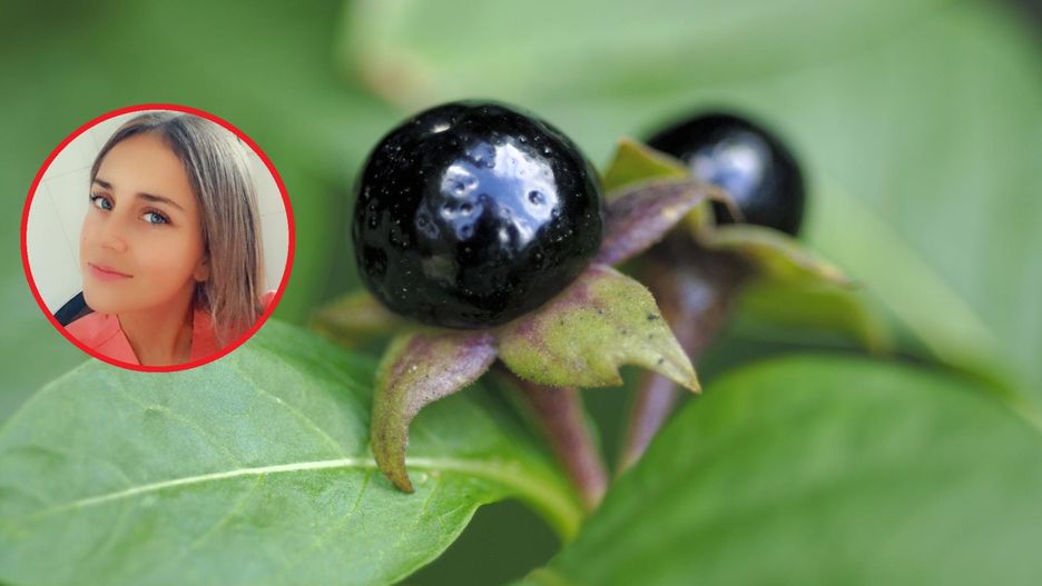 Trzylatek zjadł wilcze jagody. Tak zareagowały lekarki