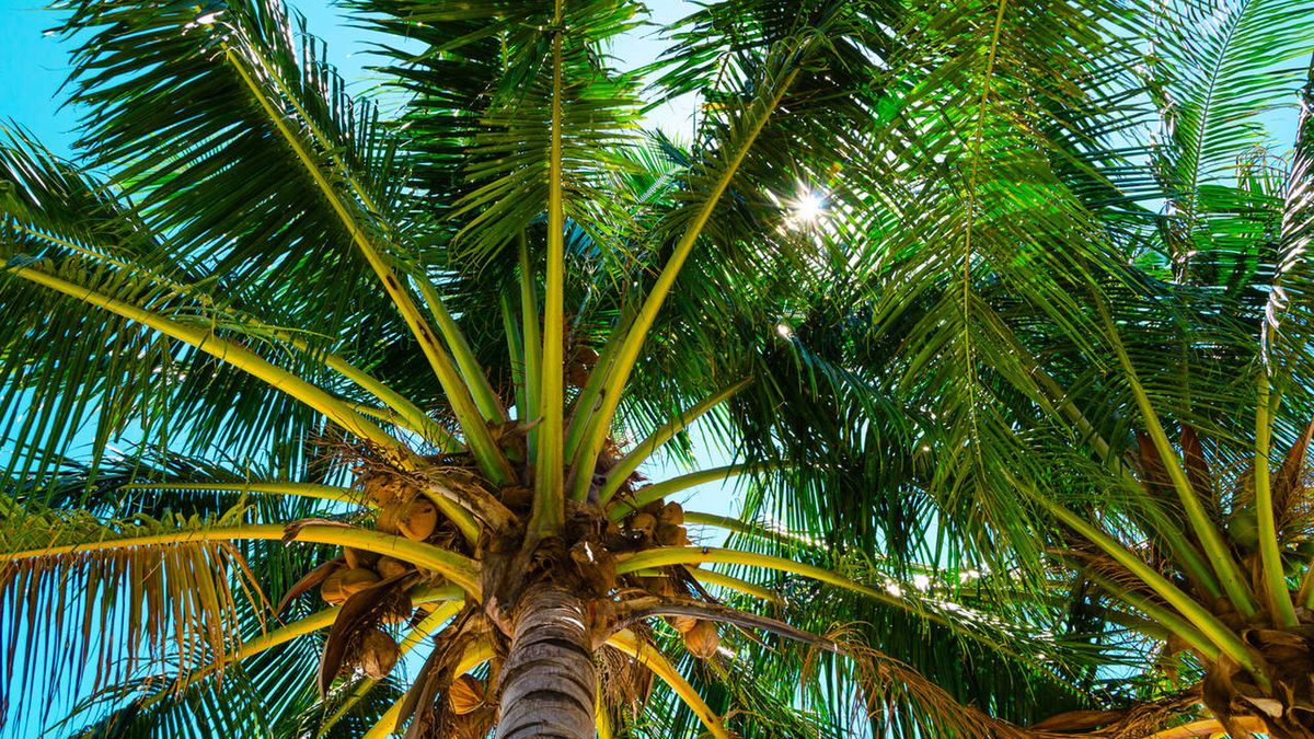 Serce palmy poprawia kondycję włosów i paznokci.