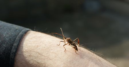 Ten owad zapowiada nadejście jesieni. Wiele osób się go boi, ale czy jest groźny?