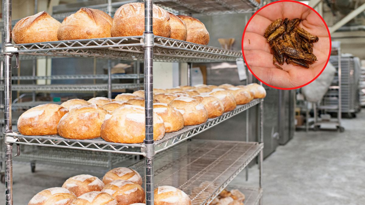 Rozporządzenie unijne pozwala na wprowadzenie produktów z dodatkiem mąki ze świerszczy