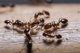 Naturalne metody na pozbycie się mrówek z domu i ogrodu. Każda mama powinna znać ten sposób (WIDEO)