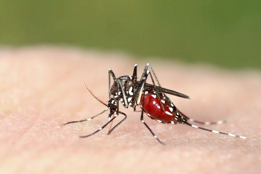 MIT: Możesz zarazić się wirusem HIV przez ugryzienie komara