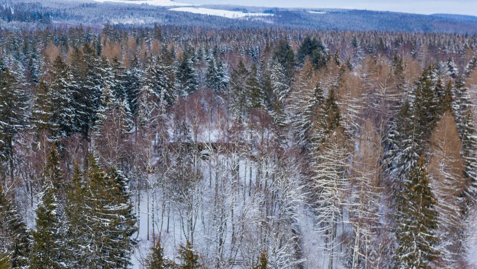 Tajga – lasy iglaste występujące w kilku częściach świata. Gdzie rosną i czym się wyróżniają?