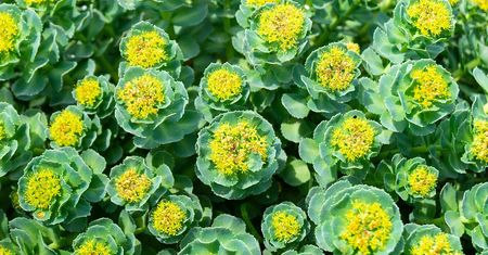 Rhodiola rosea – wygląd, właściwości, działanie i wskazania
