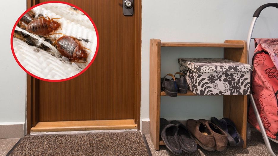 Niechciane pasożyty. Ciężko się ich pozbyć