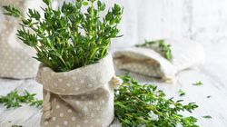 Tymianek pospolity - wygląd, uprawa, właściwości i zastosowanie