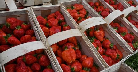 Innych nie kupuj. Pięć charakterystycznych cech, które mają polskie truskawki