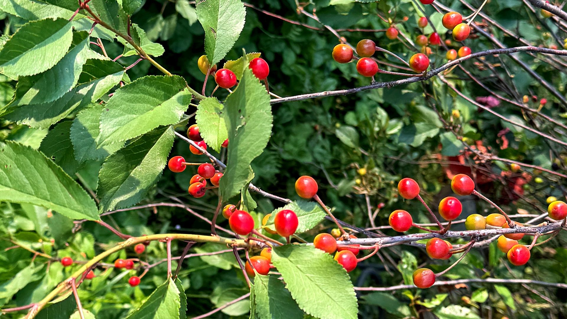 Wiśnie to niepozorne owoce, które wpływają na sen, skórę i serce. 
