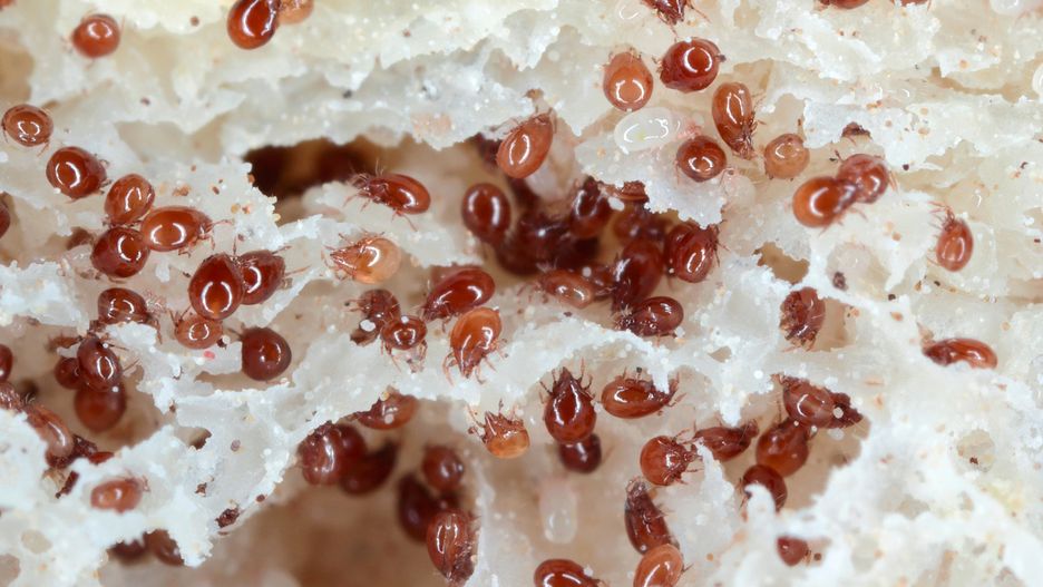 Ugryzienia kleszcza gołębiego są bardzo bolesne