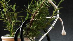 Rozmaryn lekarski - właściwości lecznicze i zastosowanie