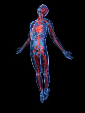Anatomia człowieka - główne narządy i układy w organizmie