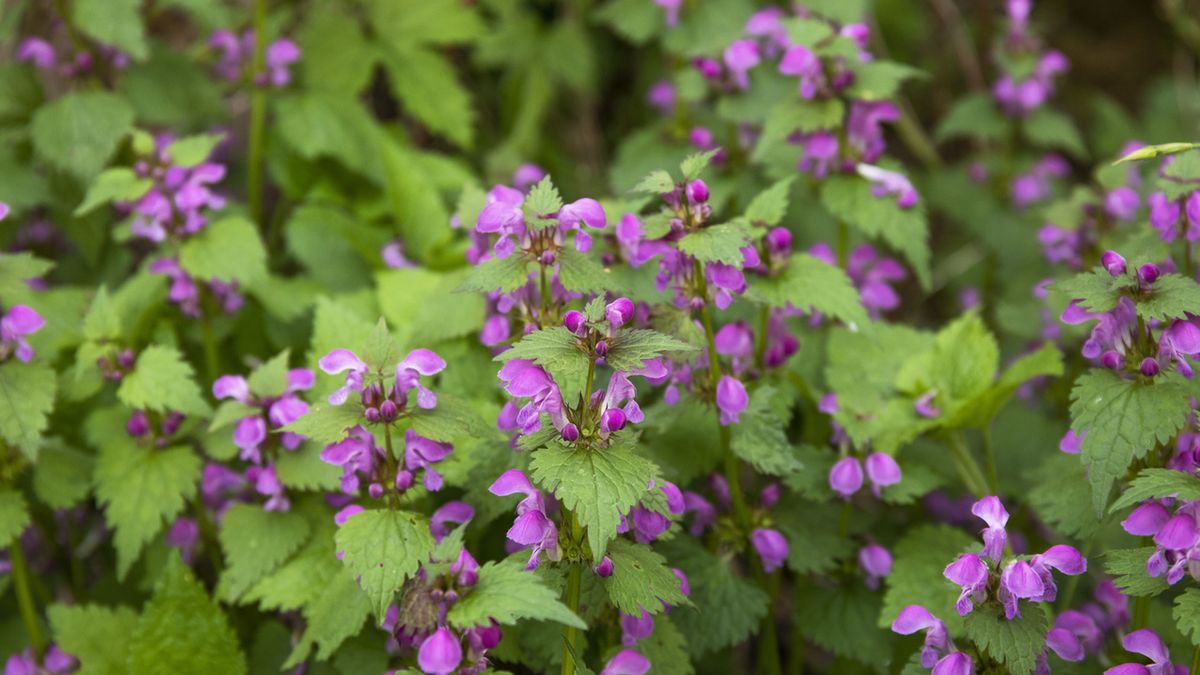 Jasnota purpurowa ma wiele właściwości leczniczych.