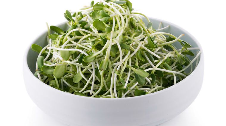 Kiełki słonecznika są bardzo popularne