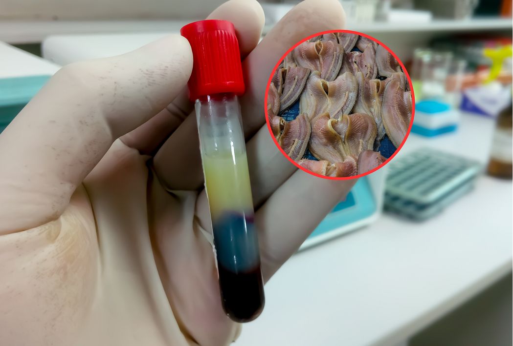 Wymiata trójglicerydy z krwi. Wzmacnia trzustkę i serce