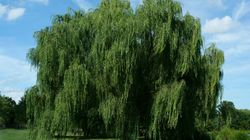 Kora wierzby - naturalny lek przeciwbólowy