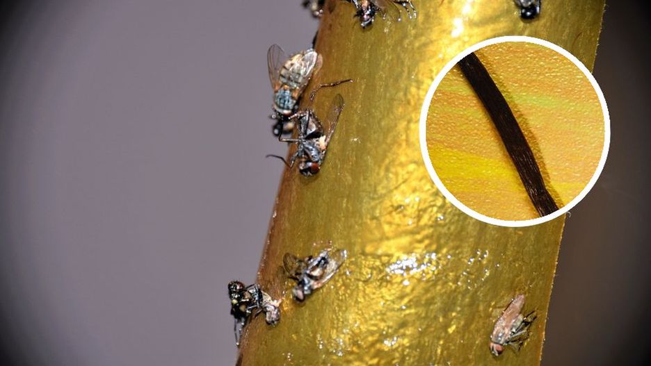 Domowy sposób na muchy i komary. Owady nie zniosą takiej mieszanki