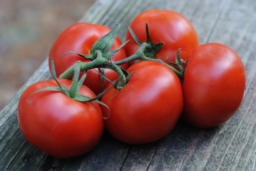 Skuteczna broń ukryta w pomidorach 