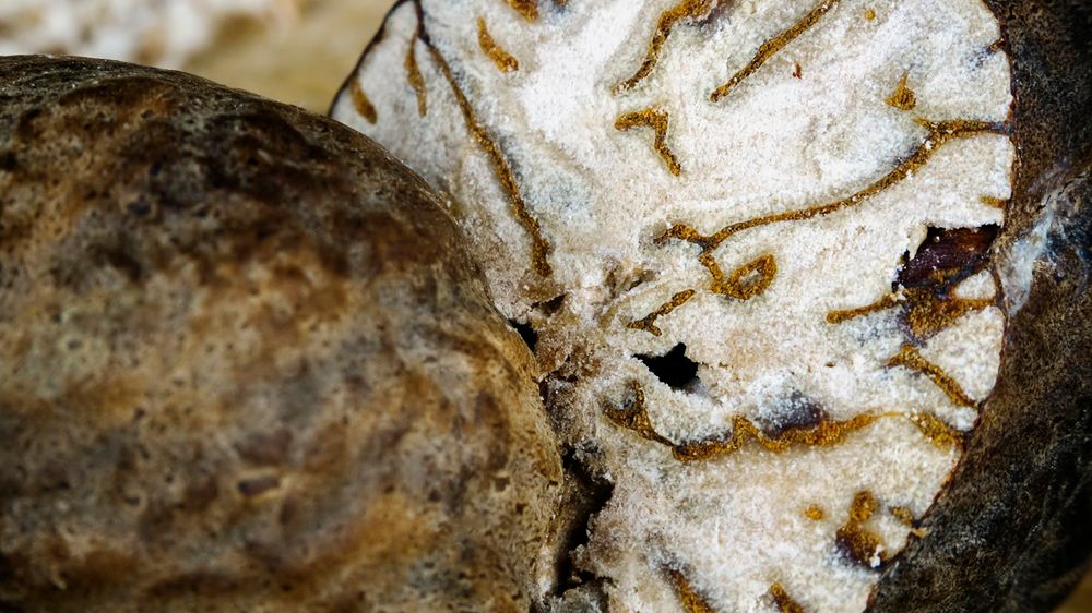 Poprawia trawienie, wspiera utratę wagi i poprawia nastrój. Niedoceniana przyprawa na wiele zastosowań