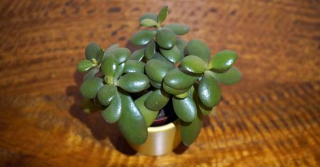 Crassula - drzewko szczęścia. Domowa apteka na twoim parapecie