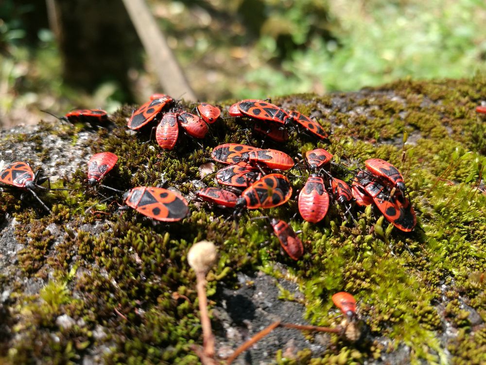 Kowal bezskrzydły to pożyteczny owad