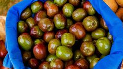 Śliwiec. Egzotyczny owoc o zaskakujących korzyściach zdrowotnych