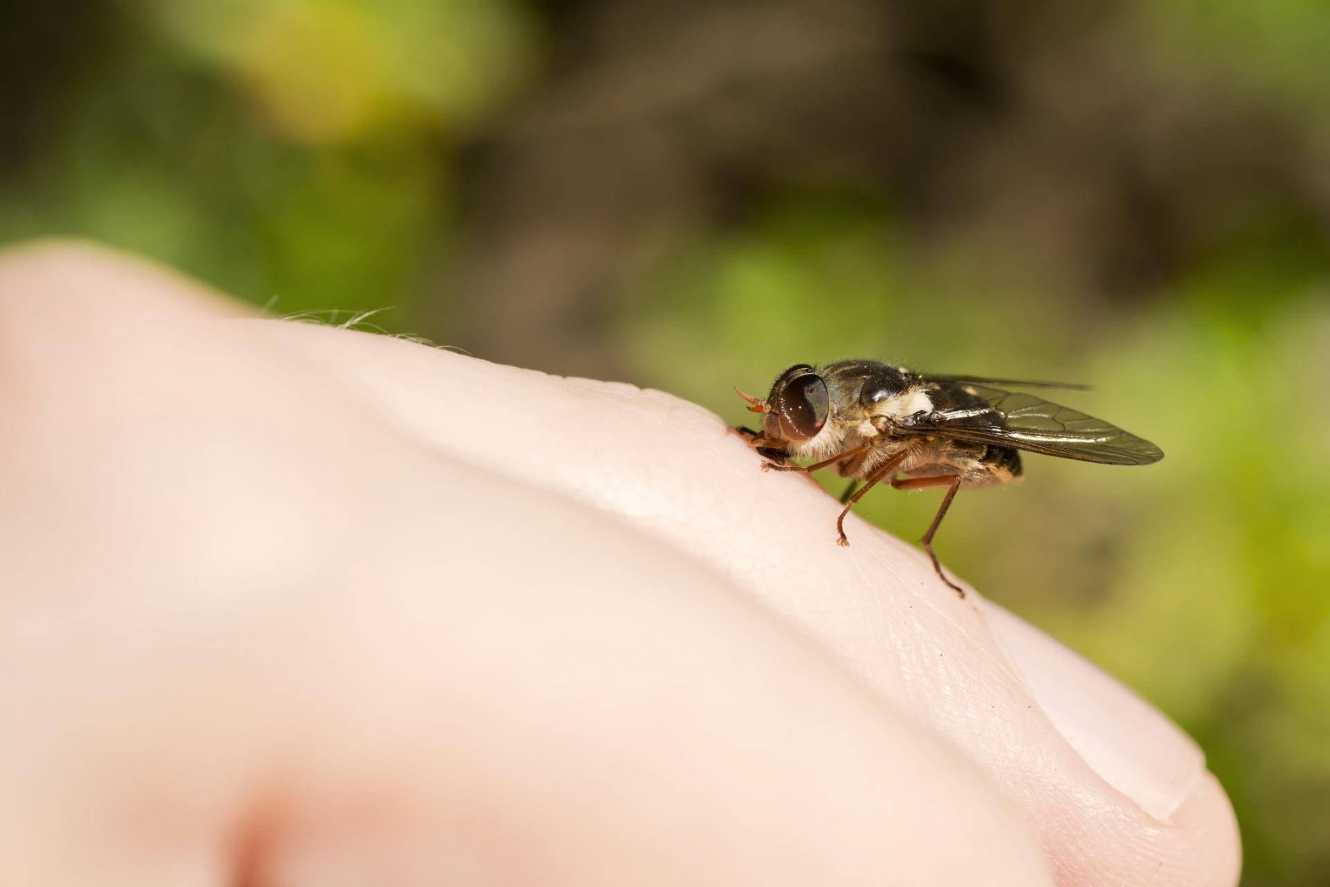Giez tnie skórę i tworzy ranę, z której pije krew