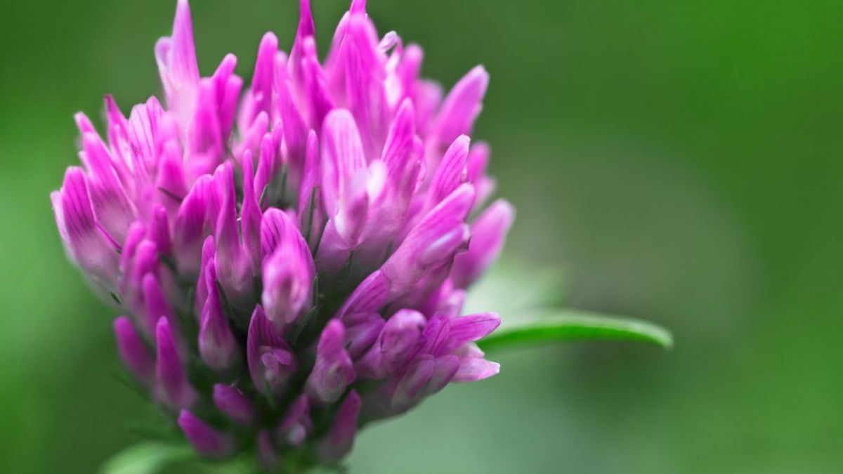 Koniczyna czerwona to pospolita bylina z rodziny bobowatych.