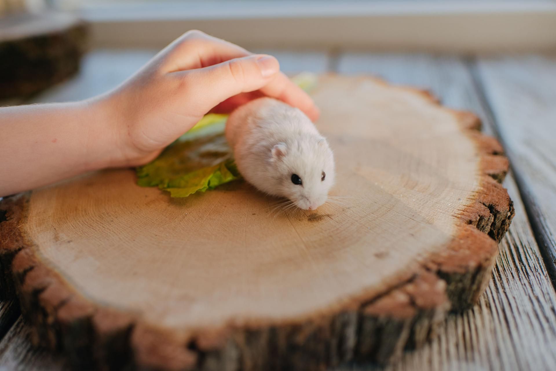Gryzonie wytwarzają mniej alergenów, ponieważ są mniejsze