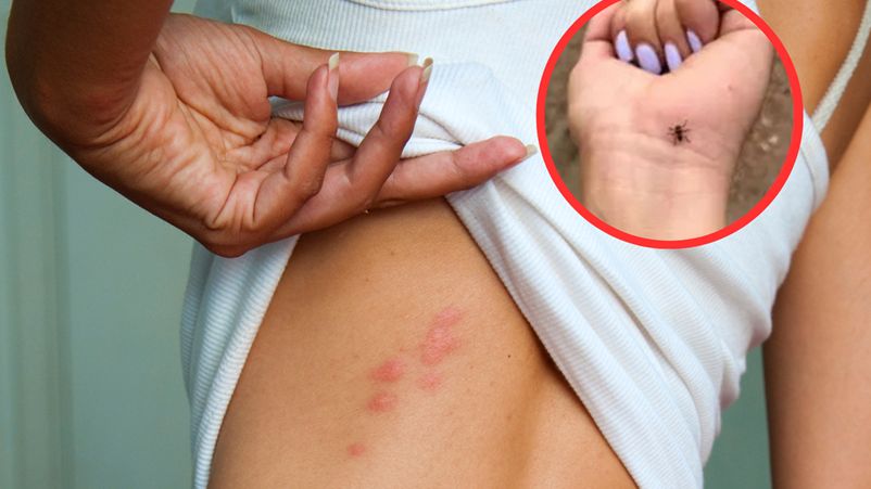 Strzyżaki występują przede wszystkim w lasach liściastych i mieszanych