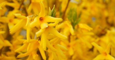 Forsycja – właściwości, zastosowanie, nalewka i herbata z forsycji