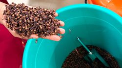 Od wieków uznawane za naturalny lek. Goździki na niestrawność i przeziębienie