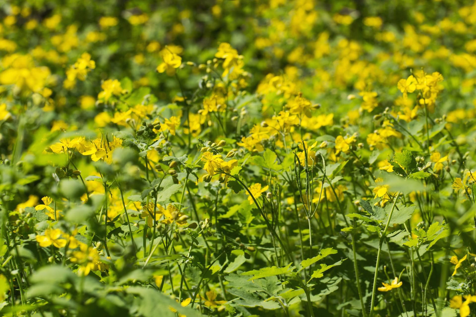 Jaskółcze ziele od wieków stosuje się w medycynie ludowej