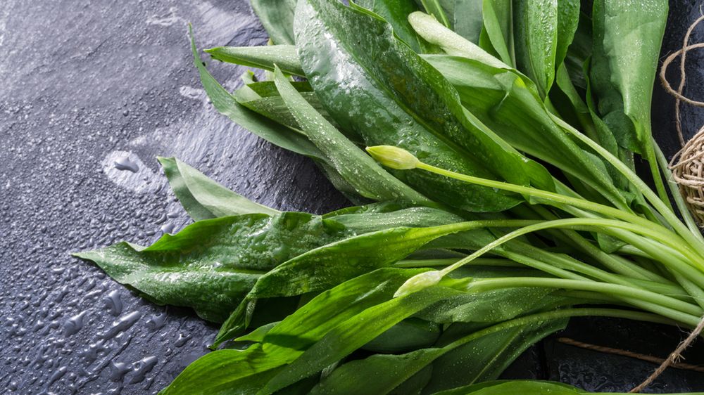 Właściwości zdrowotne czosnku niedźwiedziego