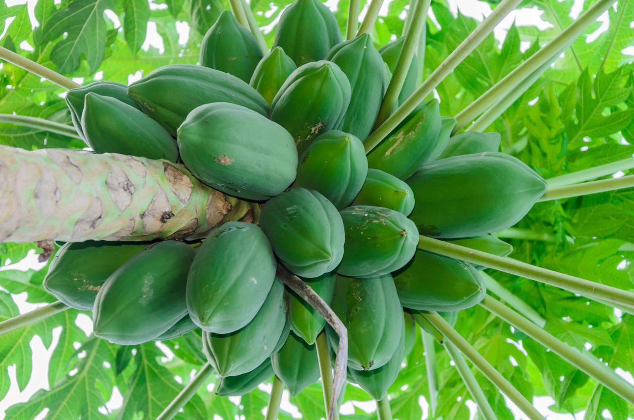 Pestki papai - ogromna moc w małych nasionach