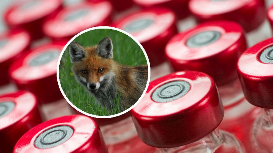 Na szczepionki możesz natknąć się w lesie. Omijaj je szerokim łukiem