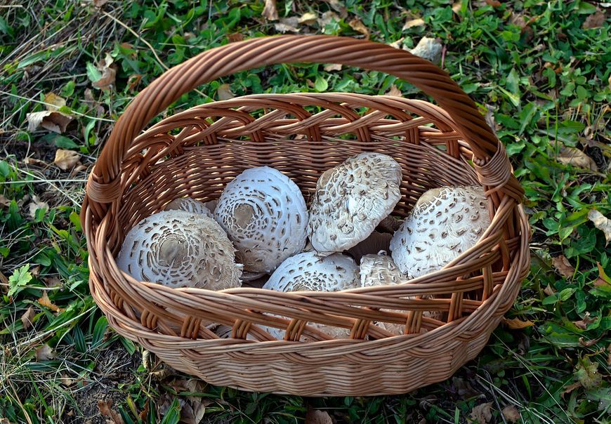 Czubajki kanie najczęściej panieruje się i smaży jak kotlety schabowe