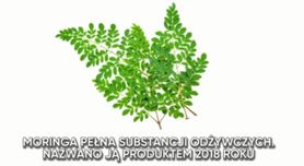 Moringa pełna substancji odżywczych. Nazwano ją produktem 2018 roku (WIDEO)