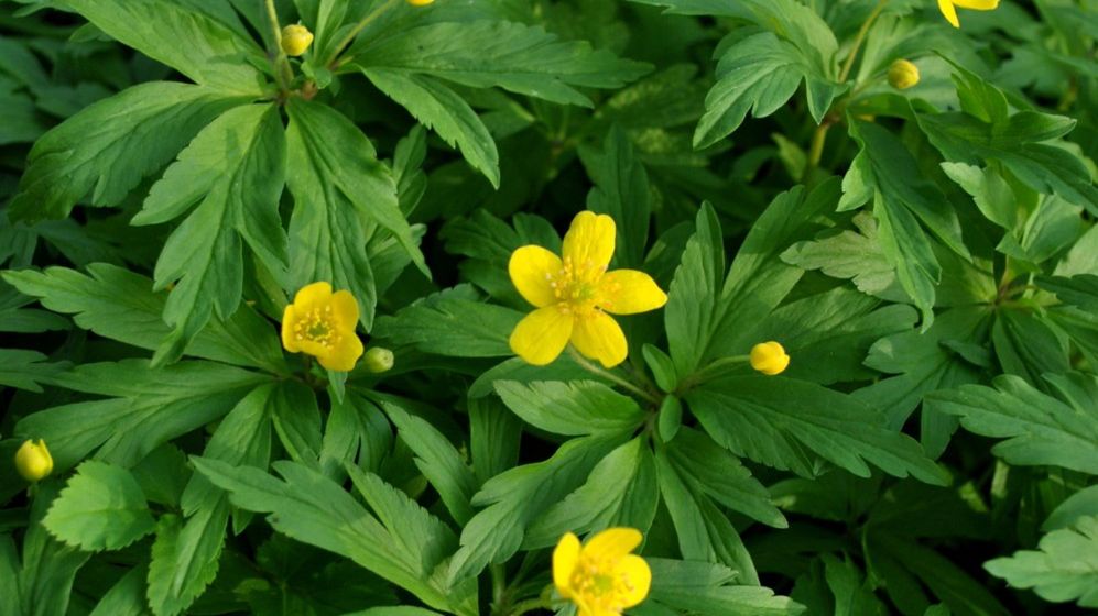 W czasach starożytnych glistnik jaskółcze ziele był wykorzystywany jako lek przeciwgorączkowy.