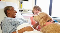 Zooterapia (animaloterapia) - czyli jak zwierzęta pomagają nam wyzdrowieć