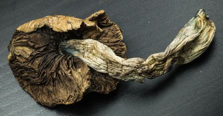 Składnik "magicznych grzybków" może pomóc w leczeniu depresji