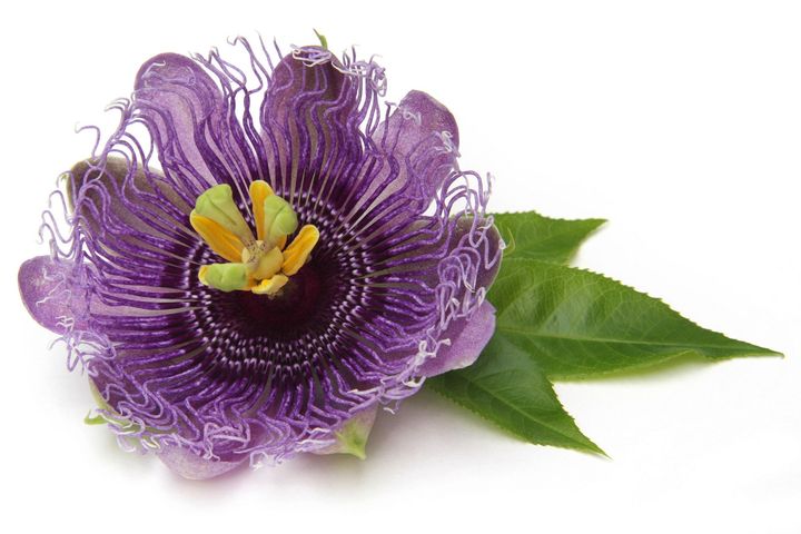 Passiflora incarnata wykazuje działanie uspokajające, przeciwlękowe oraz przeciwdrgawkowe