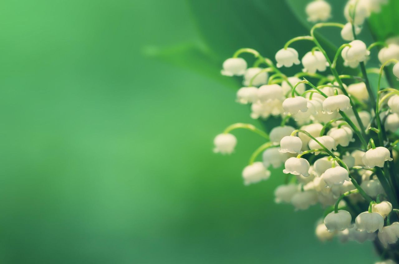 Konwalia - uprawa, właściwości lecznicze, czy jest trująca