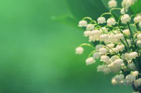 Konwalia - uprawa, właściwości lecznicze, czy jest trująca