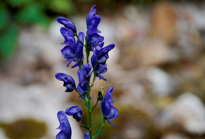 Aconitum, znany również jako tojad, to bylina trująca.