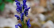 Aconitum (tojad) - właściwości, szkodliwość, gatunki