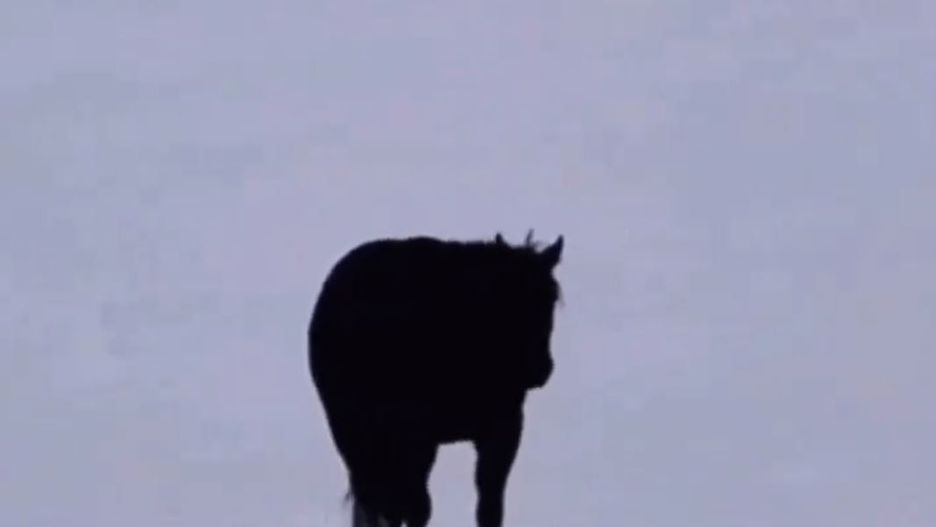 W którą stronę idzie koń?