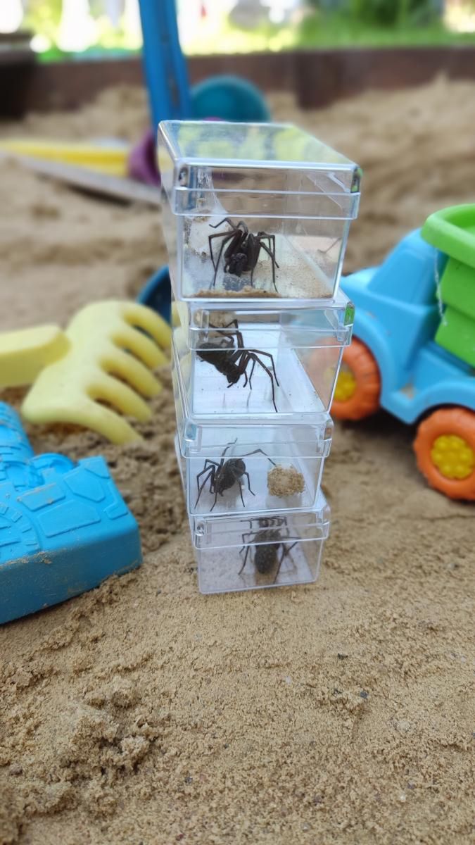 Kątniki znalezione w piaskownicy 