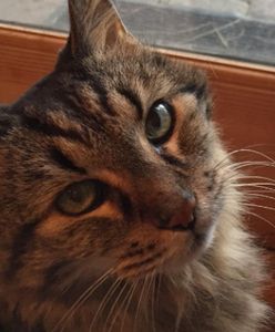 Ma 31 lat i jest prawdopodobnie najstarszym kotem na świecie